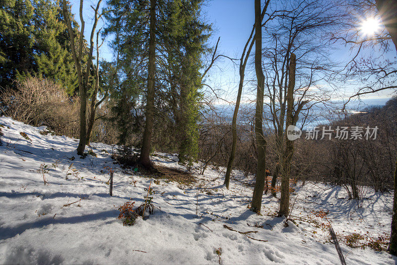 冬季森林，坎波Dei Fiori -瓦雷兹意大利HDR图像